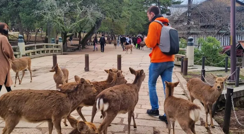 Nara Park Day Trip 