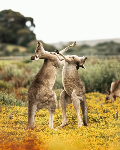 country image