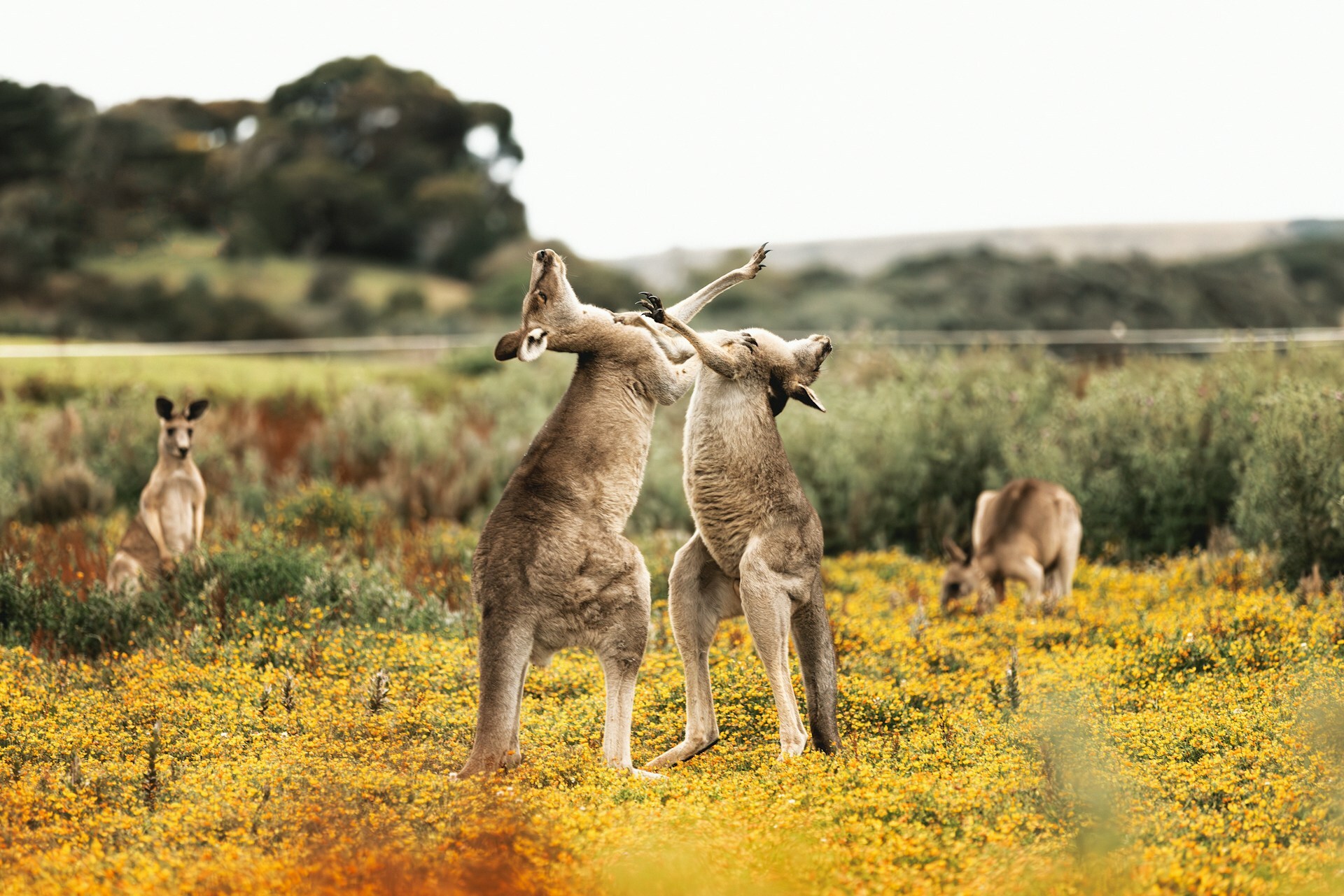 Australia Highlights | Melbourne & Sydney in 6 Days
