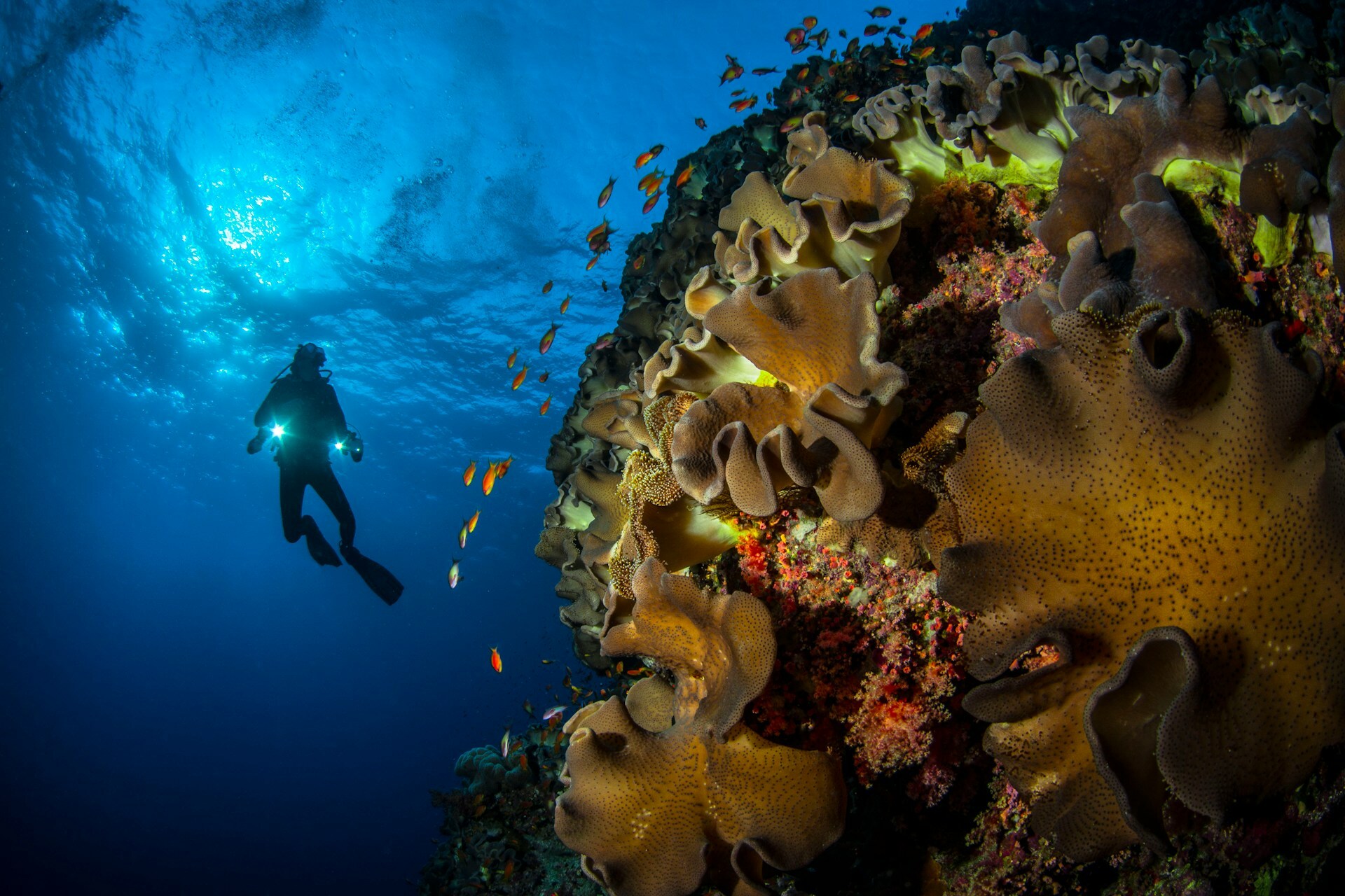 Oceania Australia Tour Packages Itineraries | Sydney Melbourne Vacation | Touron | Touron Holidays | Best Travel Agency