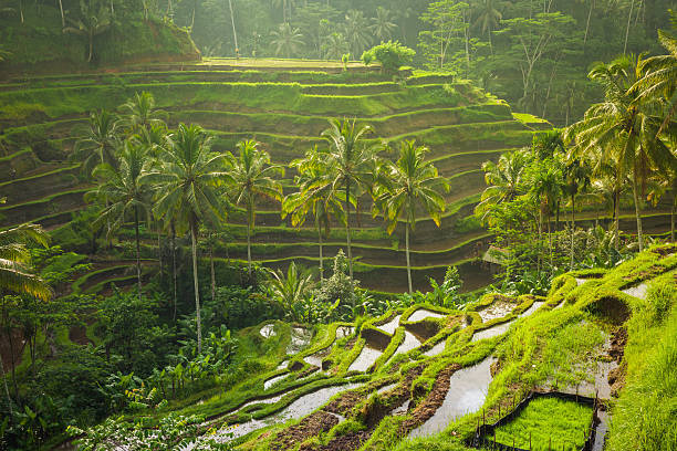 Indonesia tour packages