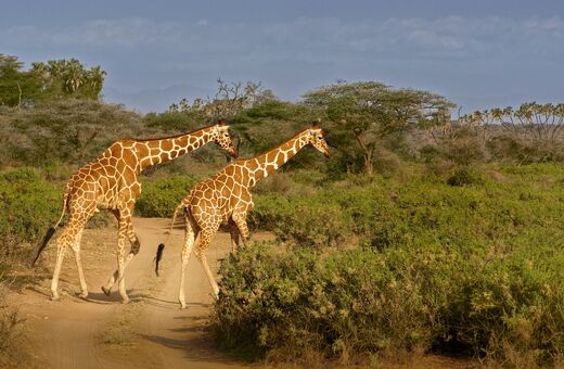 Samburu Wilderness & Ol Pejeta Conservancy Safari