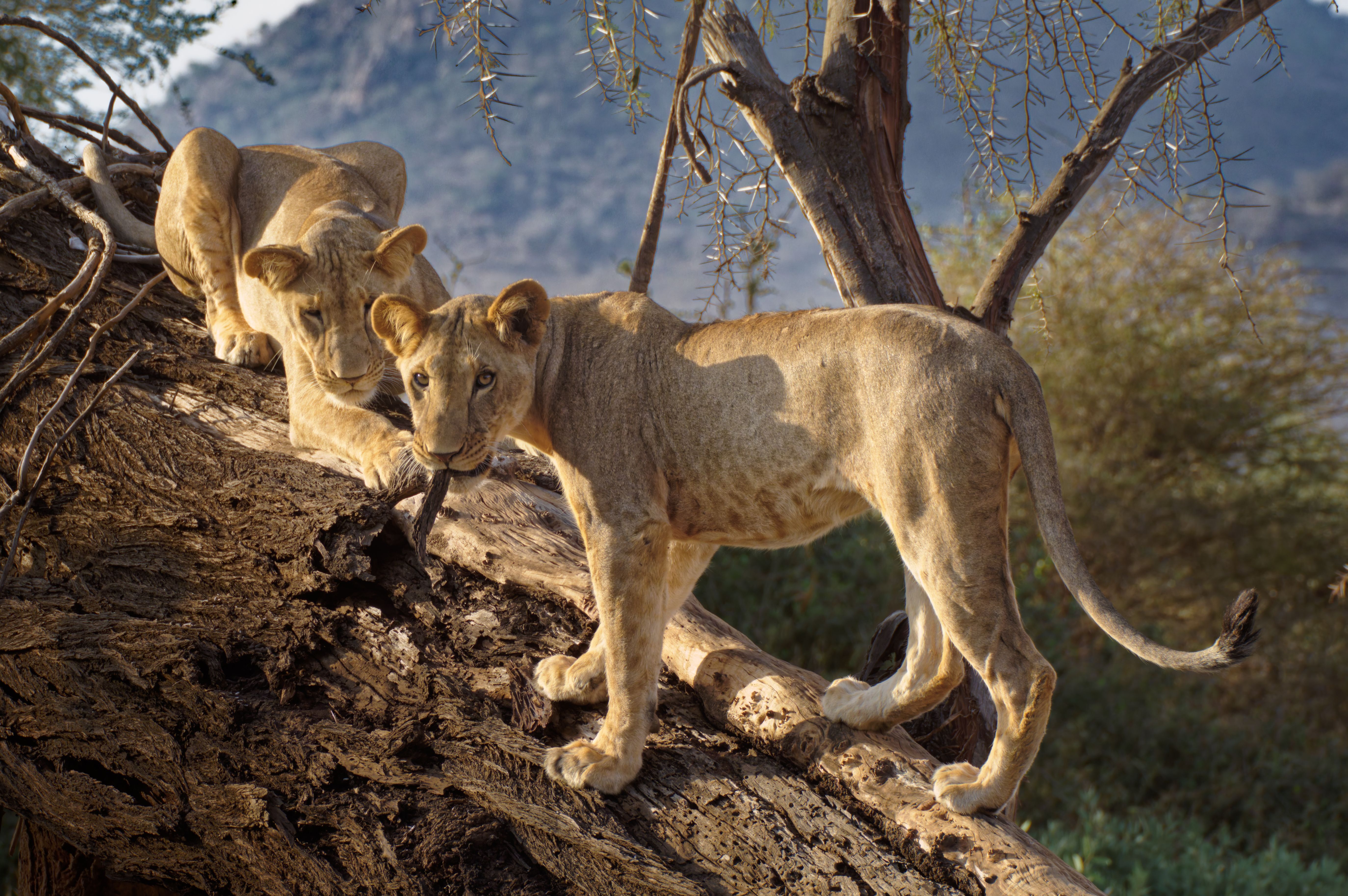 Kenya tour packages