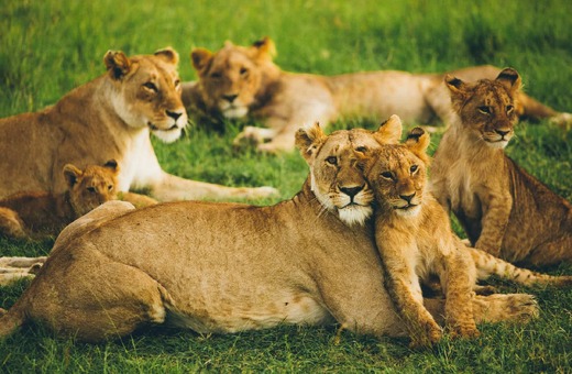 The Classic Masai Mara Exploration