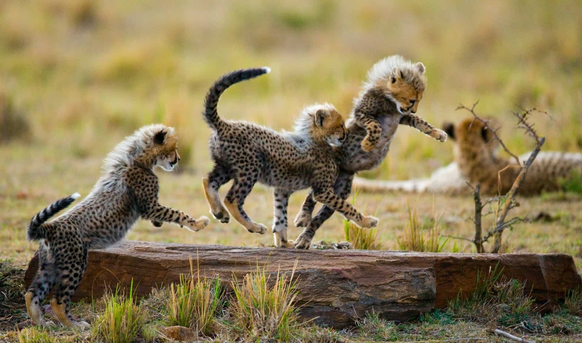 Kenya tour packages