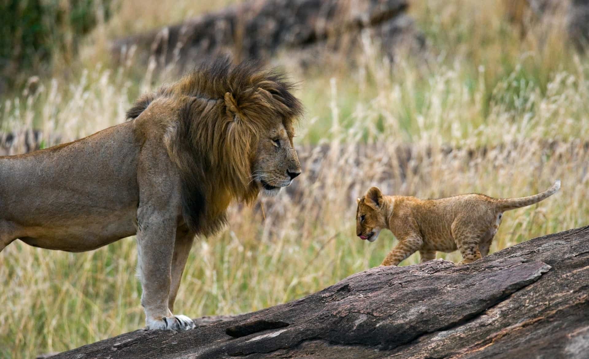 Kenya tour packages