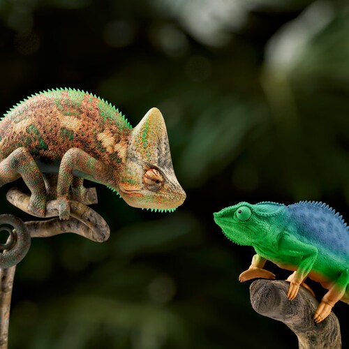 5 Unique Reptiles Found Only in Australia