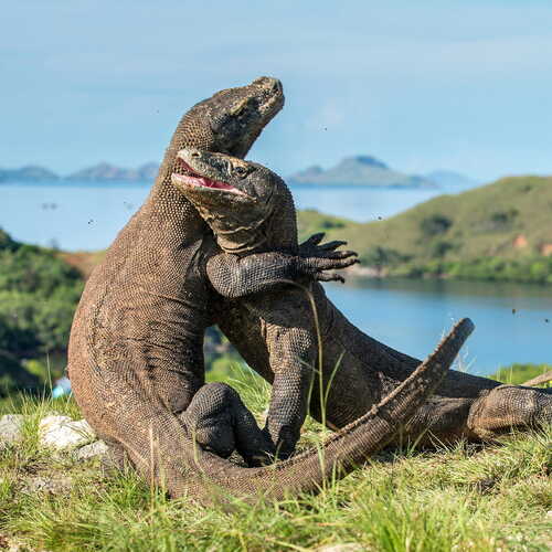 Why Komodo Island Is Unlike Anywhere Else: Top 10 Secrets Revealed