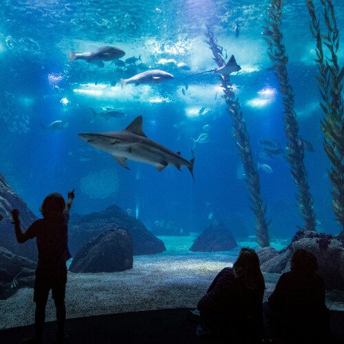 What to Do in Dubai? Best Experiences for Every Traveller