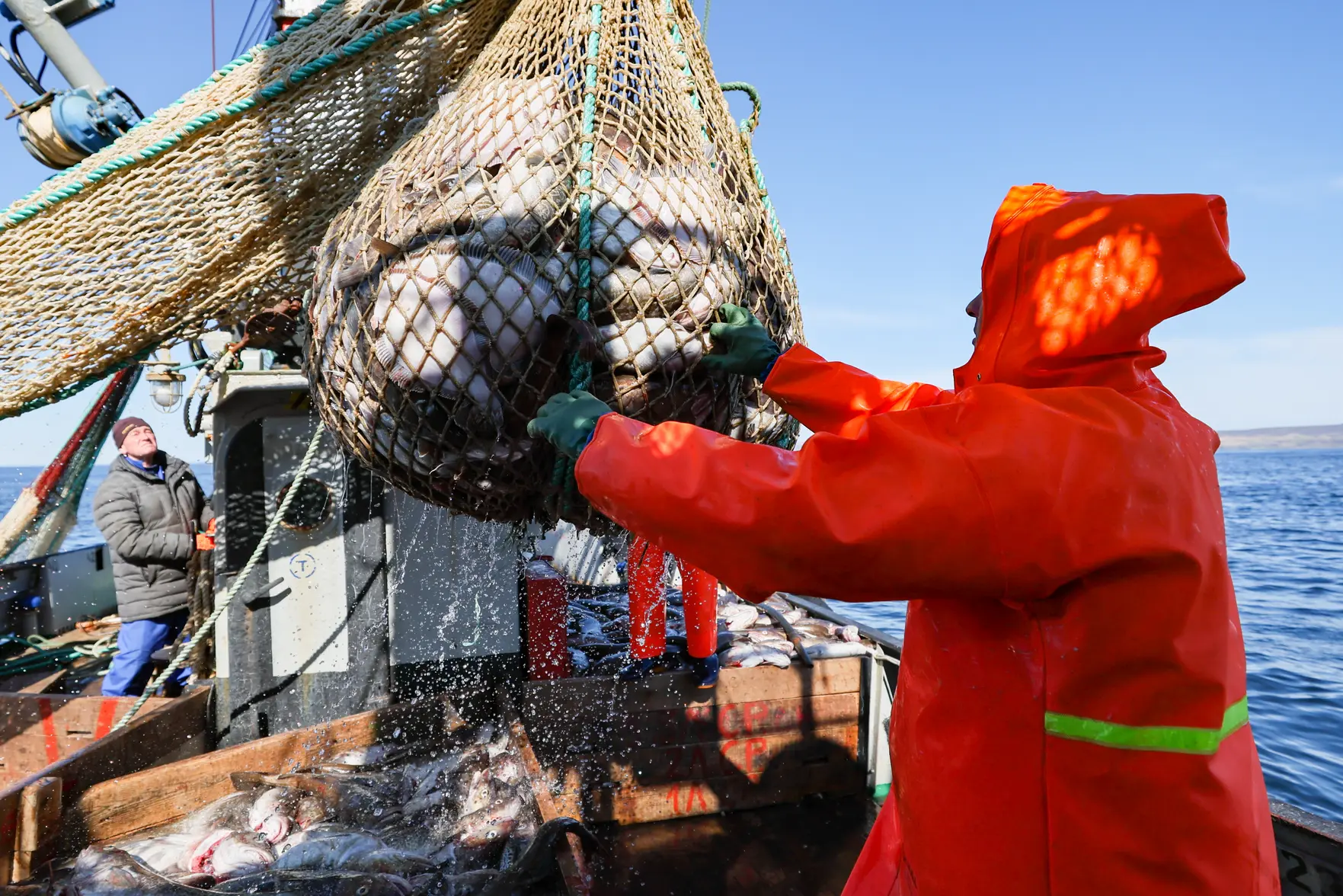 В Баренцевом море резко сократился запас трески: рыбаки связывают это с климатом
