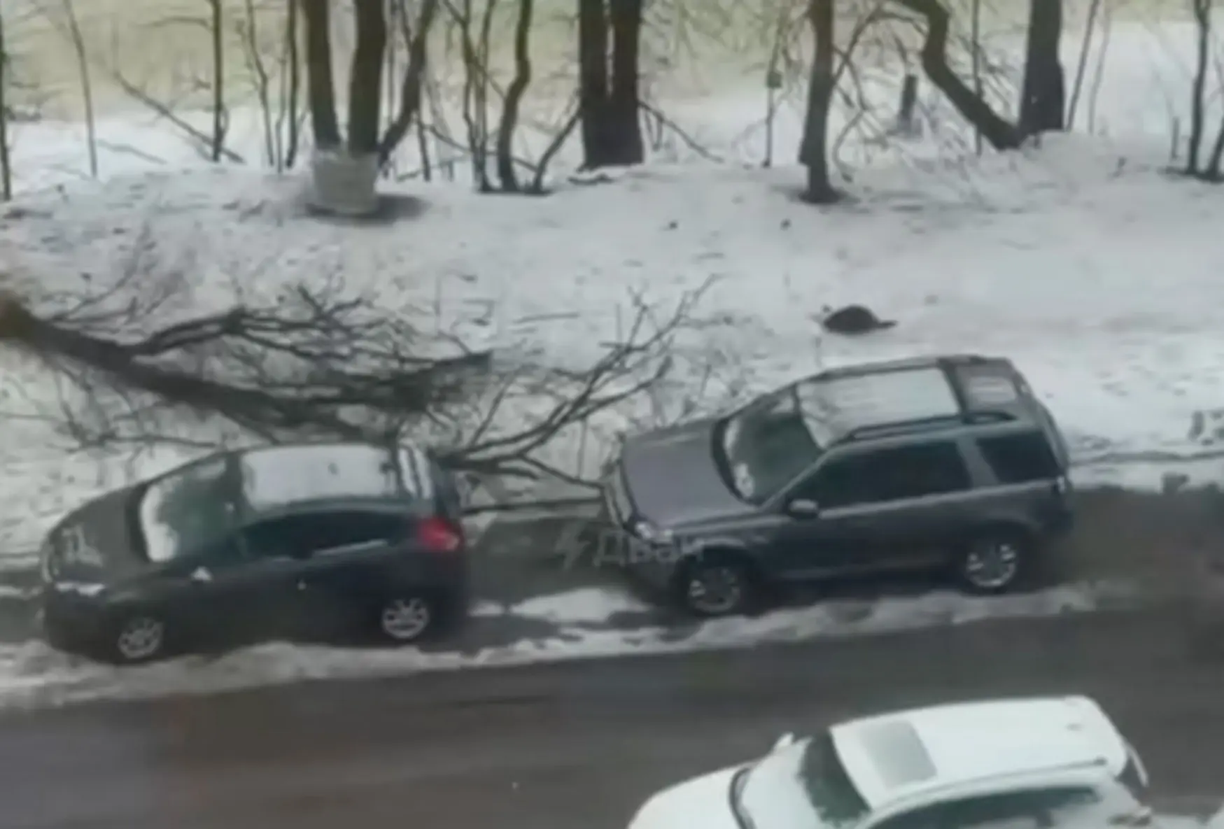 Бобер обрушил дерево на машину в Санкт-Петербурге