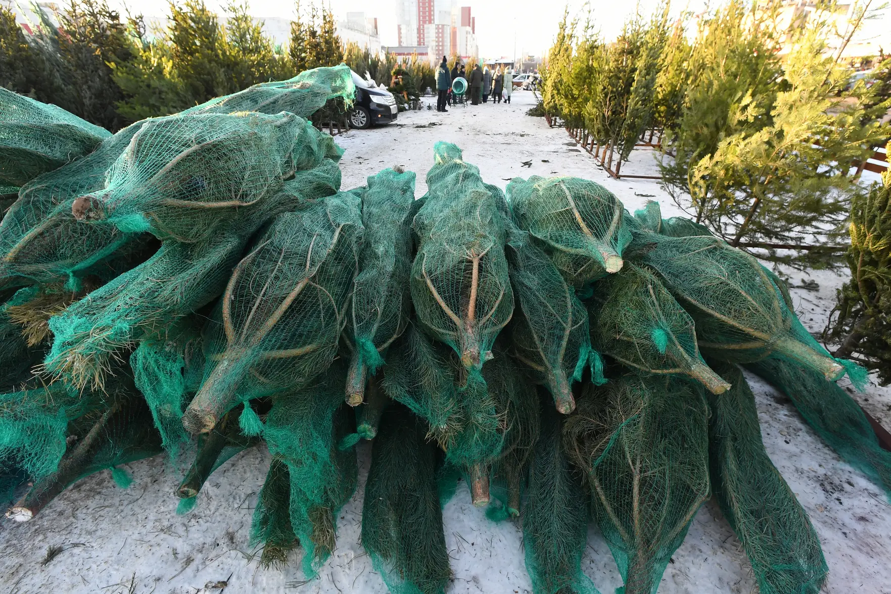 Цены на елки в России