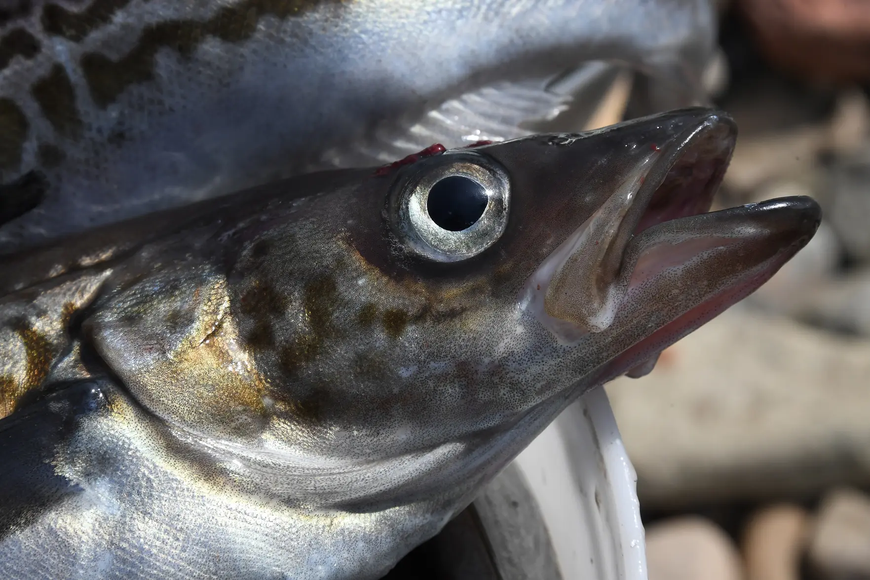 Экспорт российского замороженного минтая в Японию вышел на месячный максимум