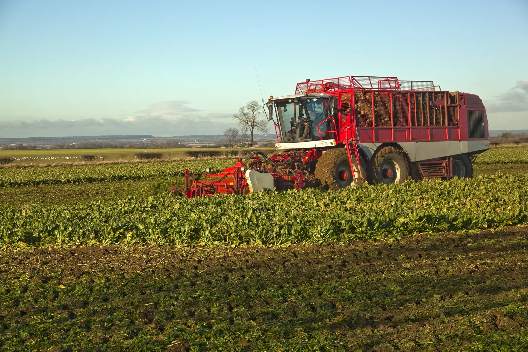 Экспорт российской мелассы в 2025 году вырос на 28% и в 2,2 раза по выручке