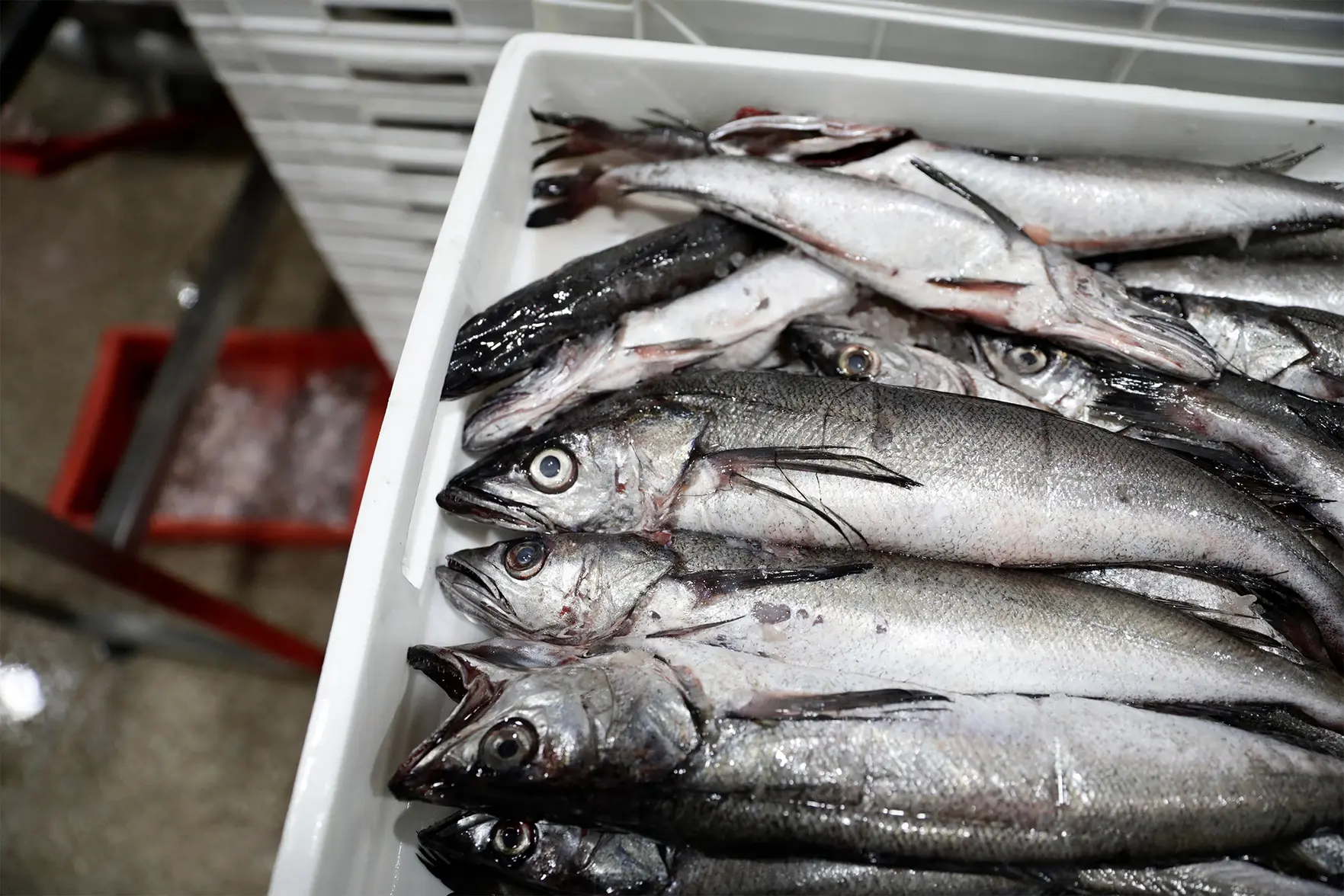 Импорт рыбы в Россию в 2025 году вырос на 3% по объему и на 7% по деньгам