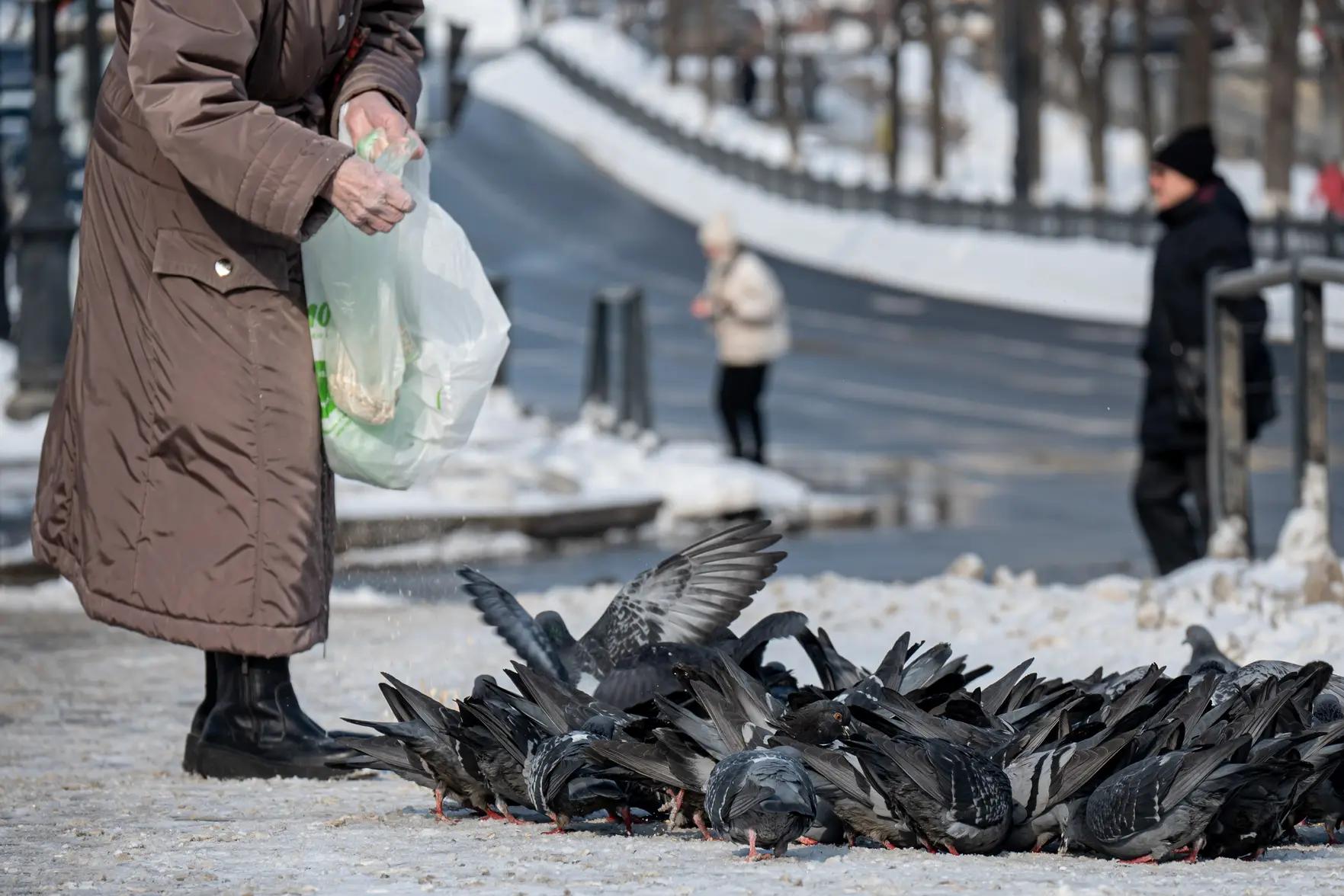 Как правильно кормить птиц зимой: советы ветеринара