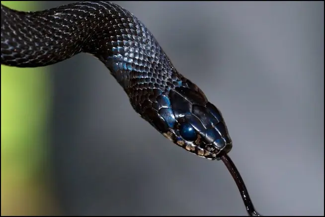 Каннибализм у змей стали замечать чаще: ученые связывают это с климатом и нехваткой пищи