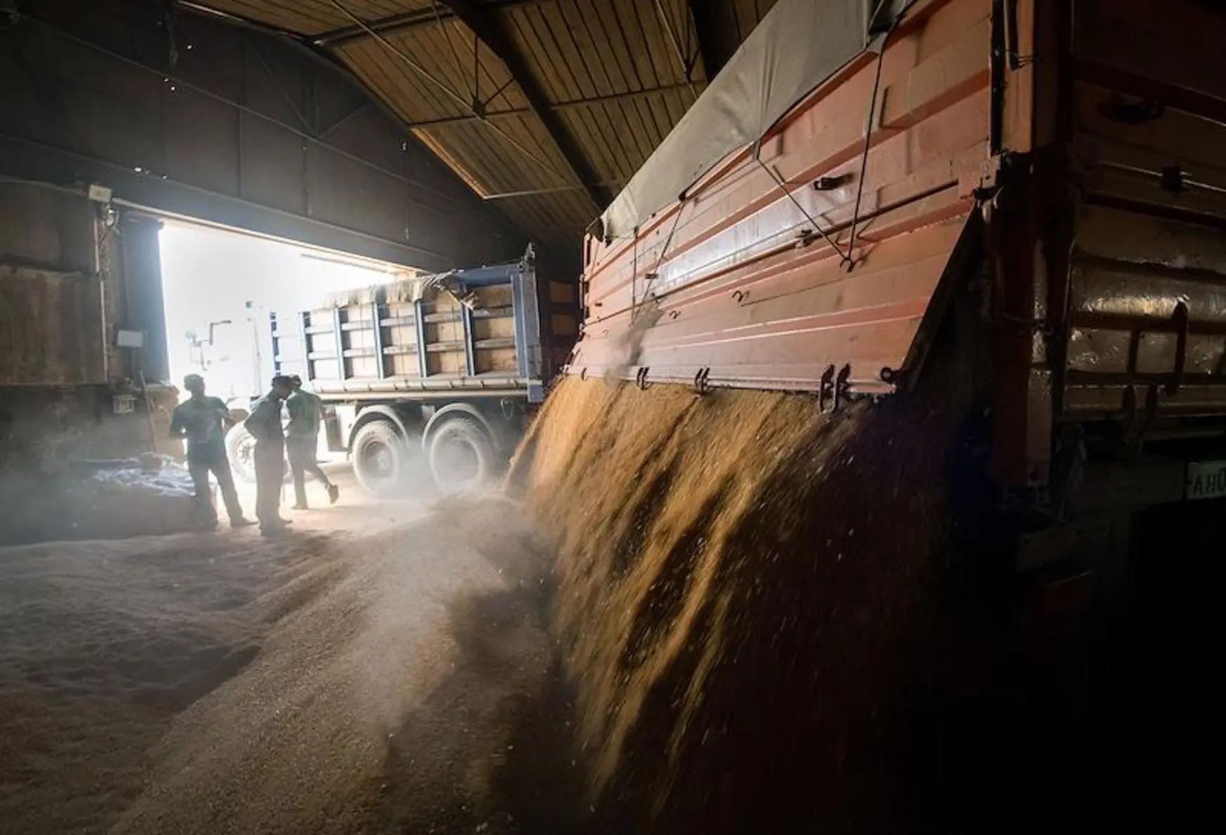 Китай резко сократил закупки российской пшеницы в 2025 году