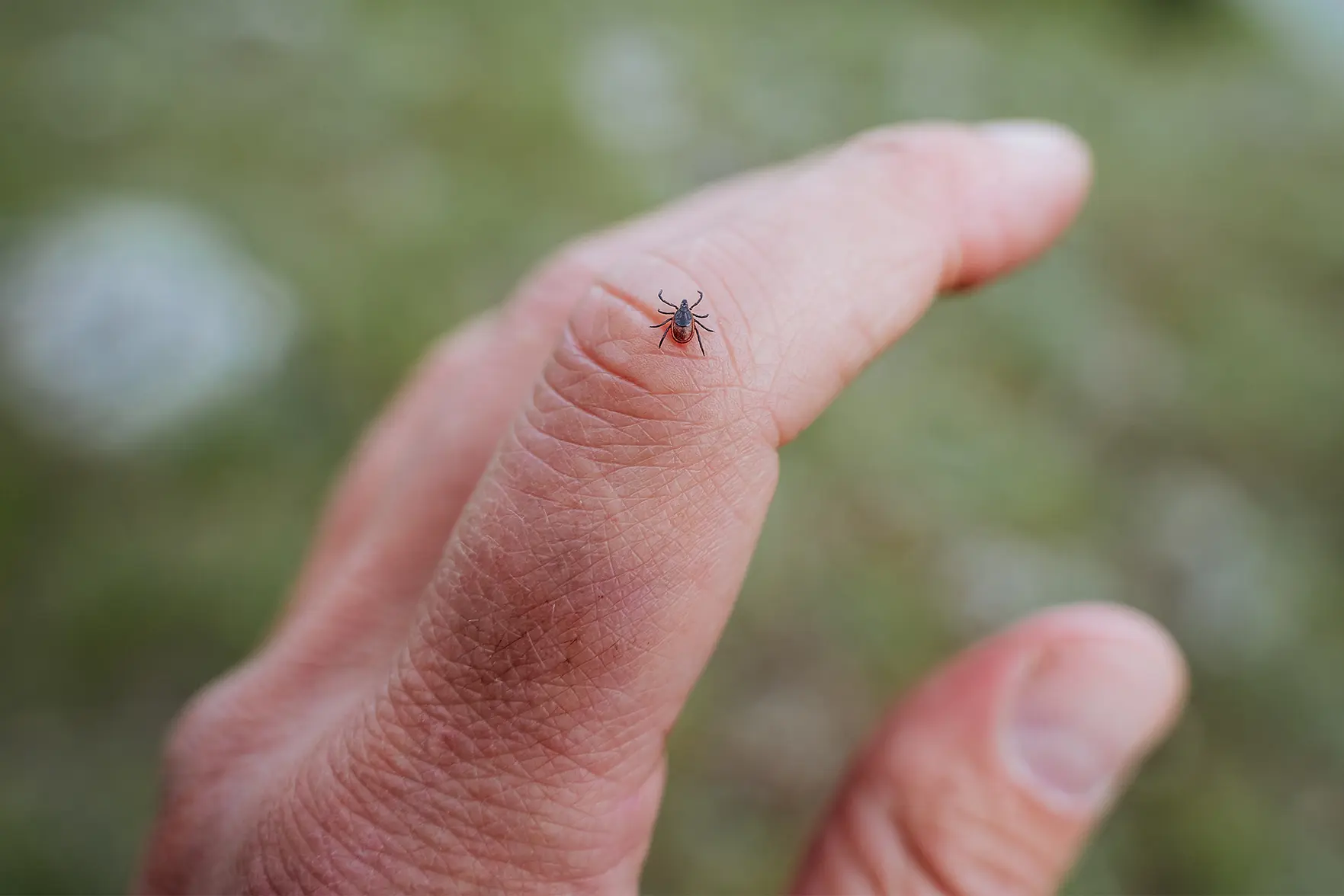 Клещи проснулись раньше: что нужно знать о защите