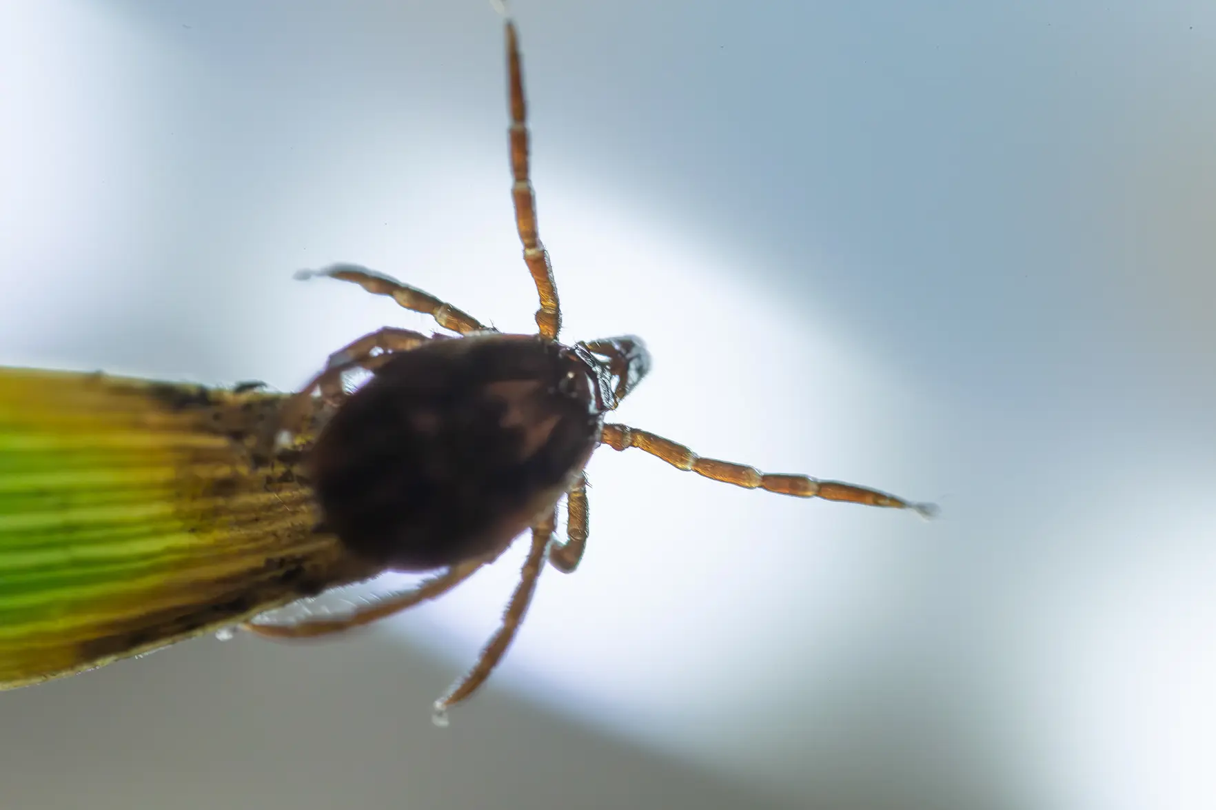 Клещи в России проснутся раньше: что нужно знать