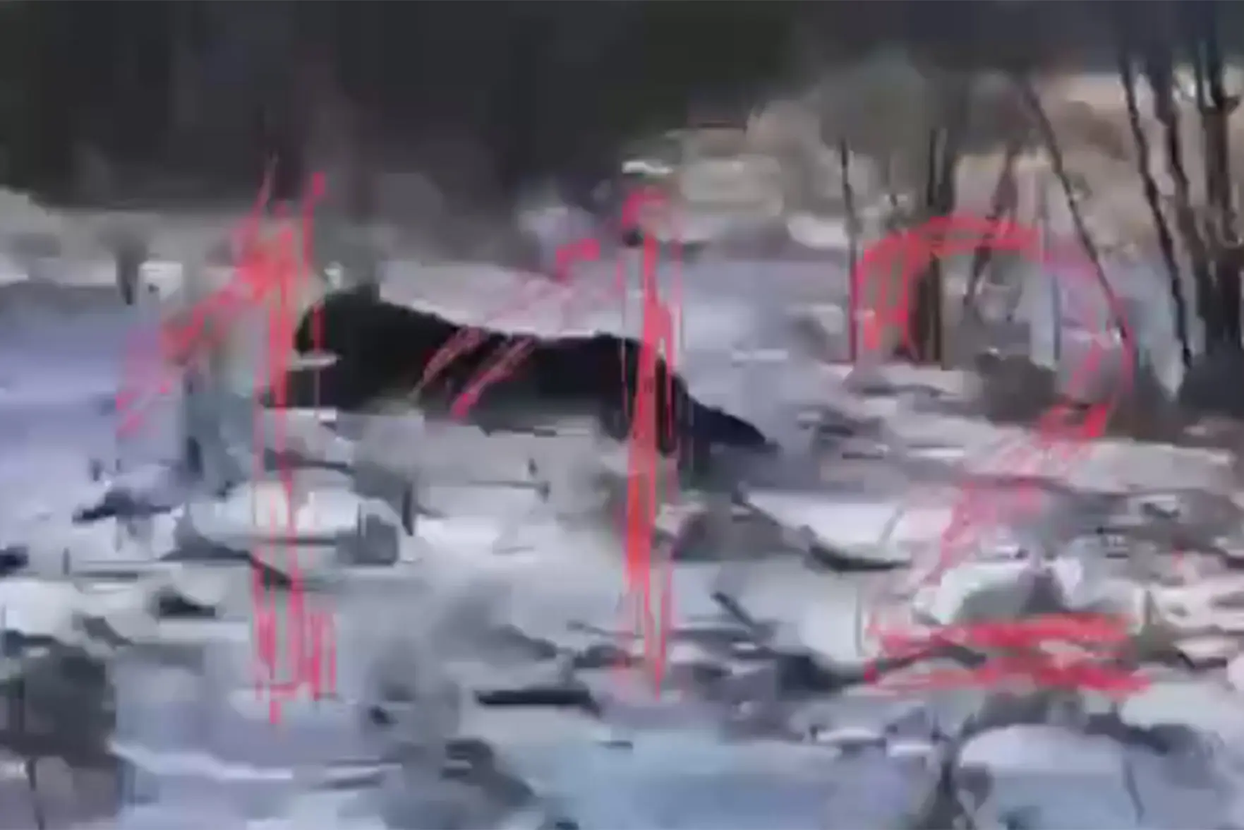 Леопард забрался на чердак дома под Владивостоком