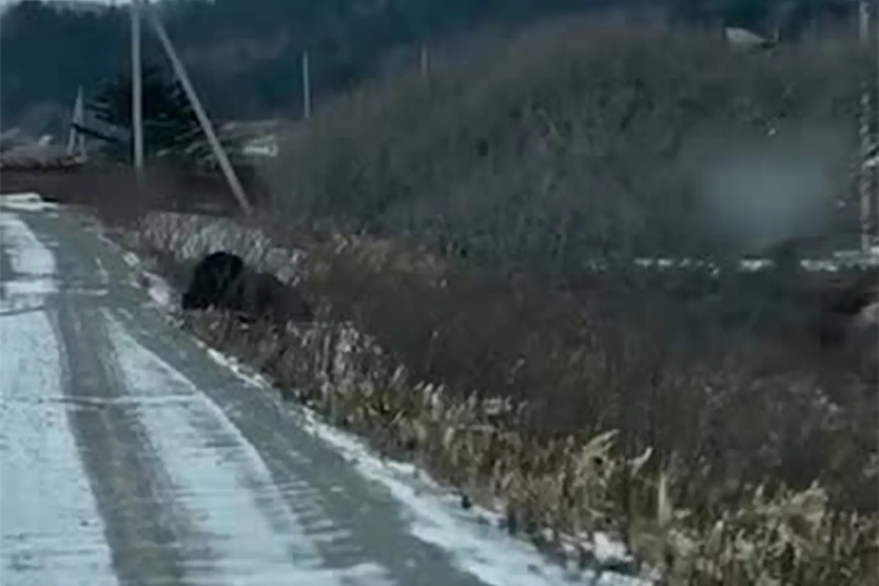 Медведь на Курильских островах не смог впасть в спячку