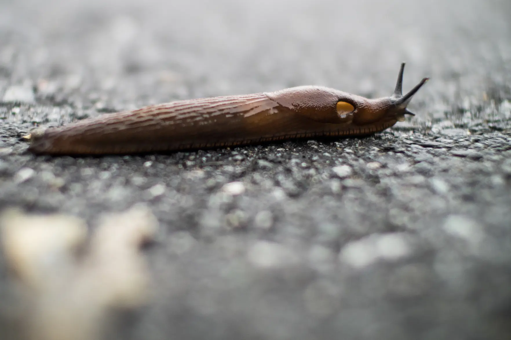 Мороз и снег не гарантируют, что испанские слизни исчезнут летом