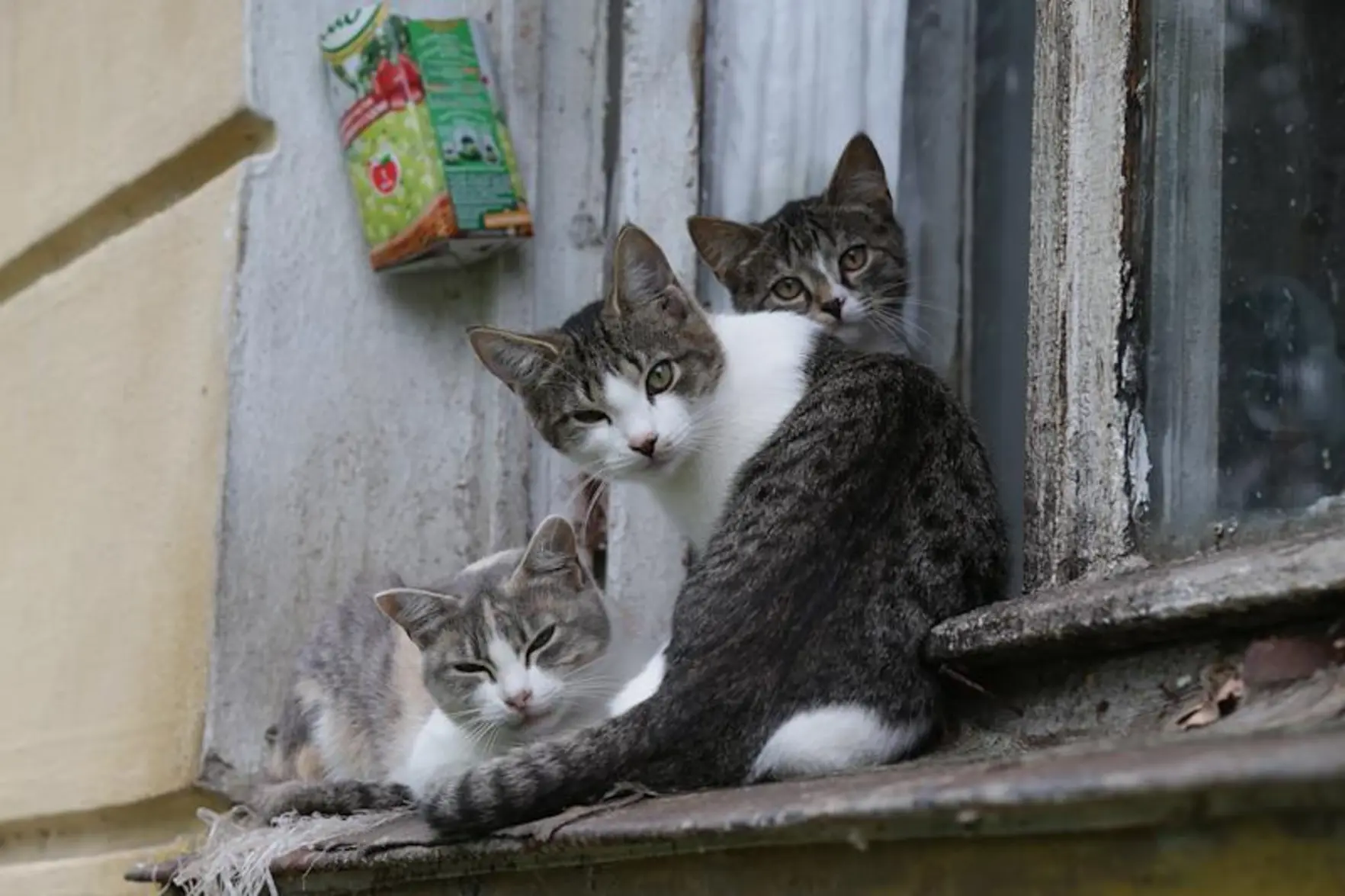 В Москве квартиру с 15 кошками и мусором опечатали, хозяйку увезли в психбольницу