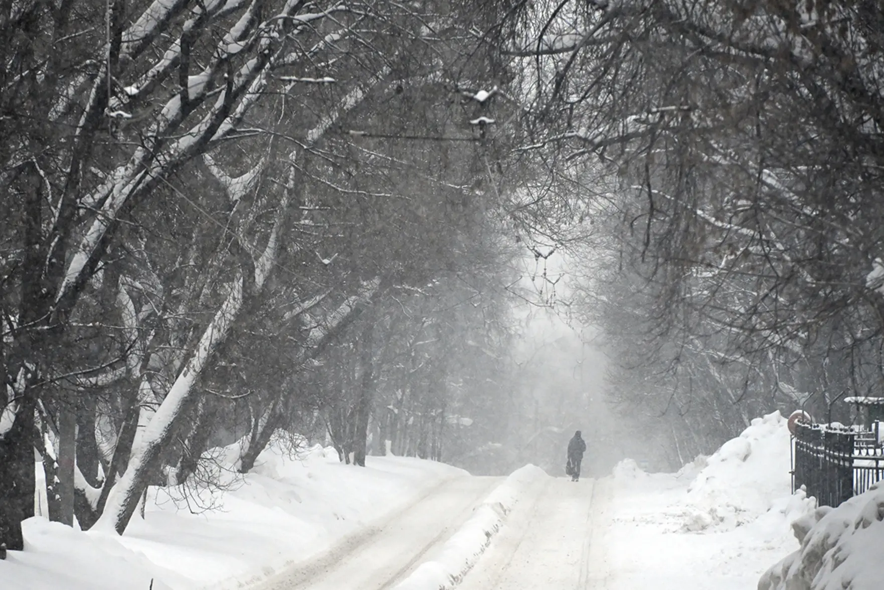 После снежной зимы в Москве может стать больше насекомых весной