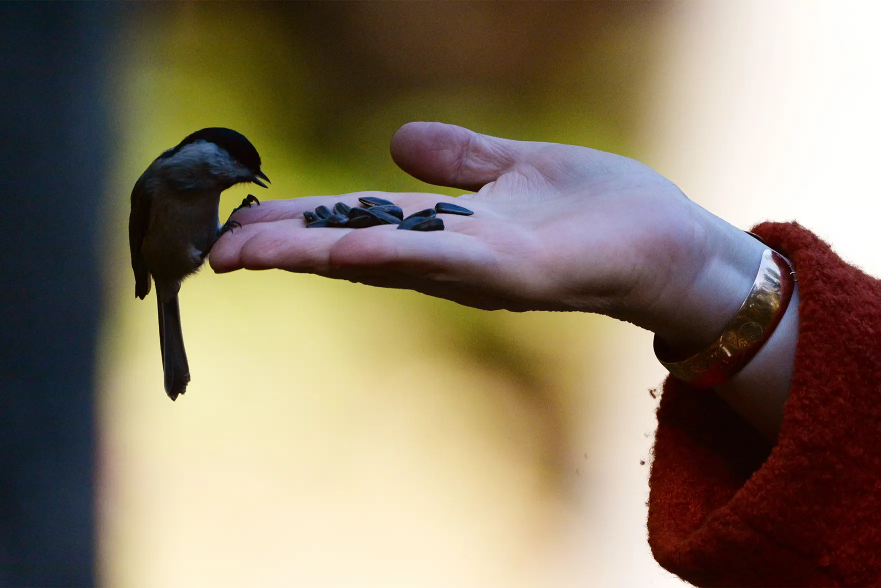 В Москву залетают птицы из дальних регионов: чем их можно подкармливать