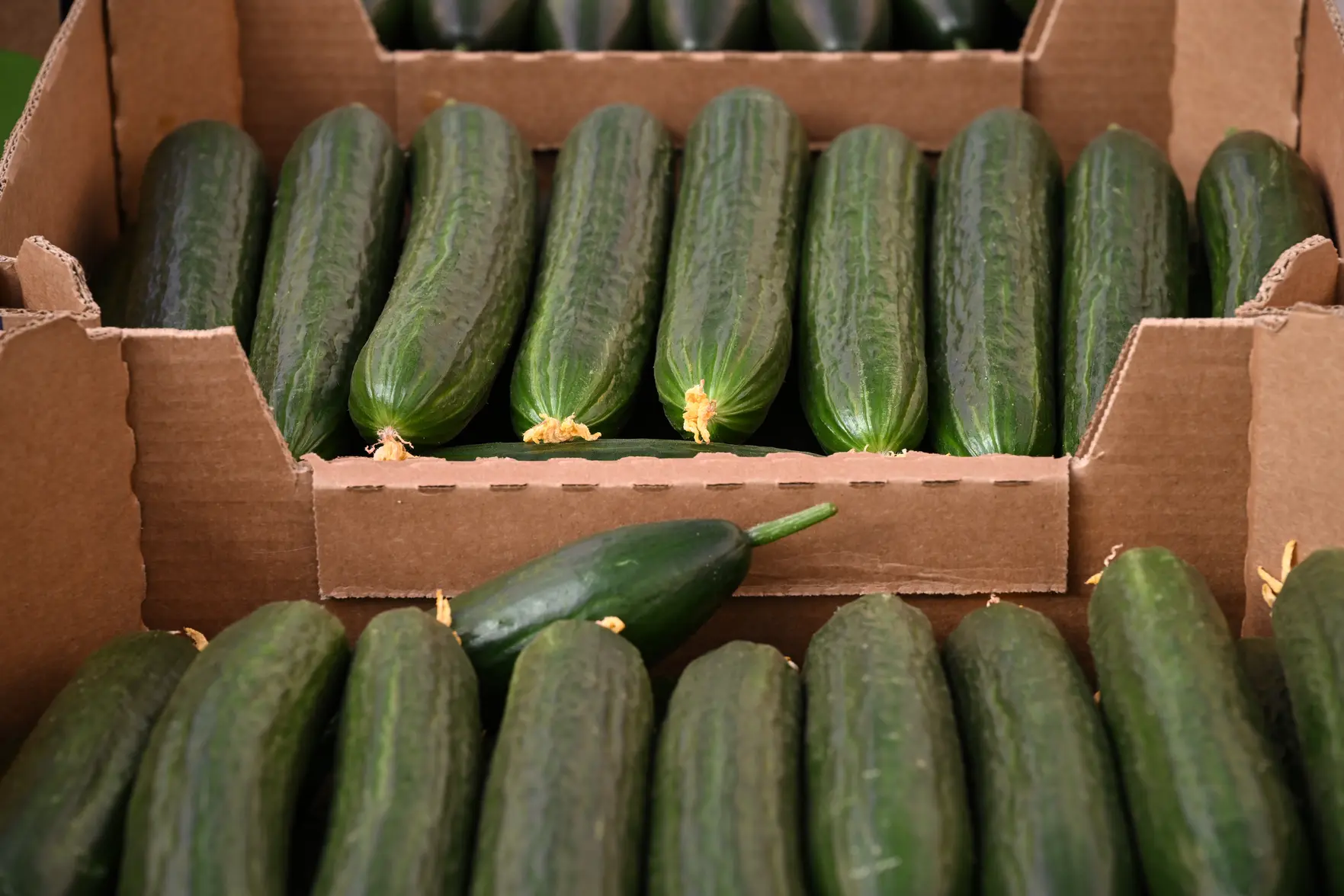 В Новосибирске магазины ограничили продажу огурцов из-за перекупщиков