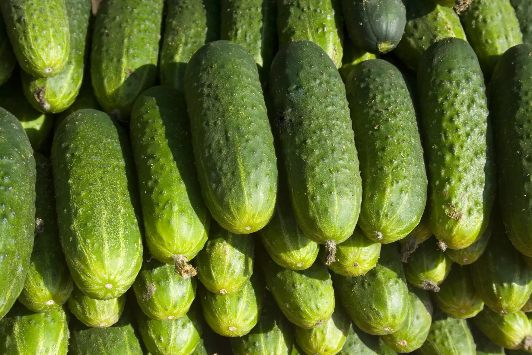 Огурцы и помидоры подорожали из-за роста затрат тепличных хозяйств