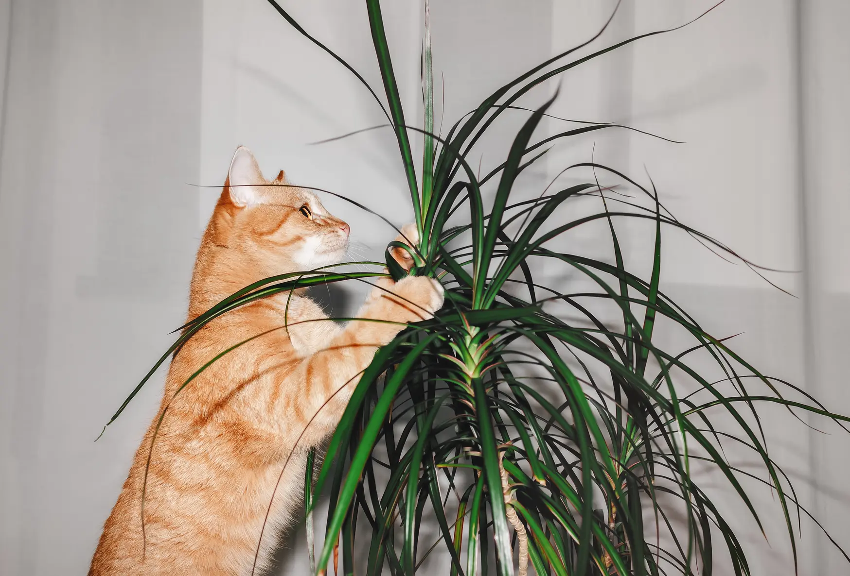 Какие комнатные растения опасны для кошек