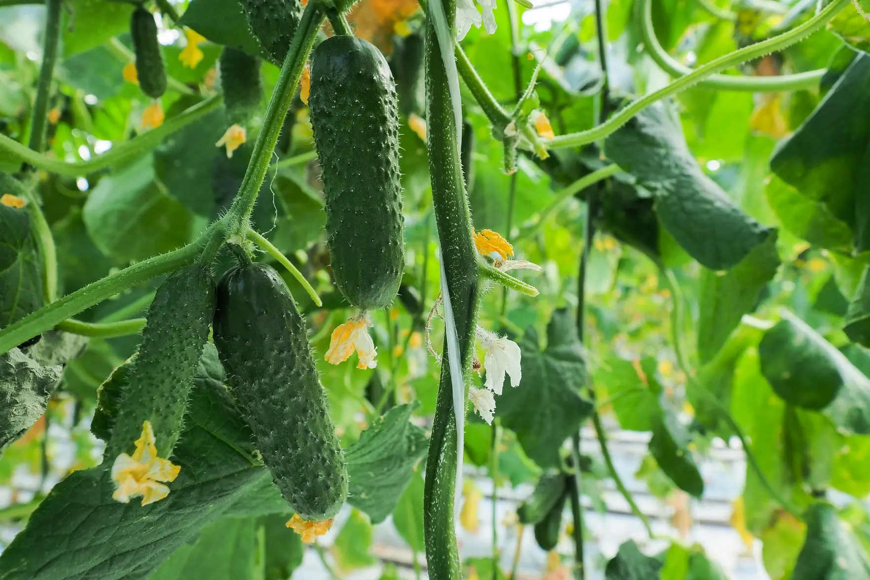 Почему в России подорожали огурцы и когда цены пойдут вниз