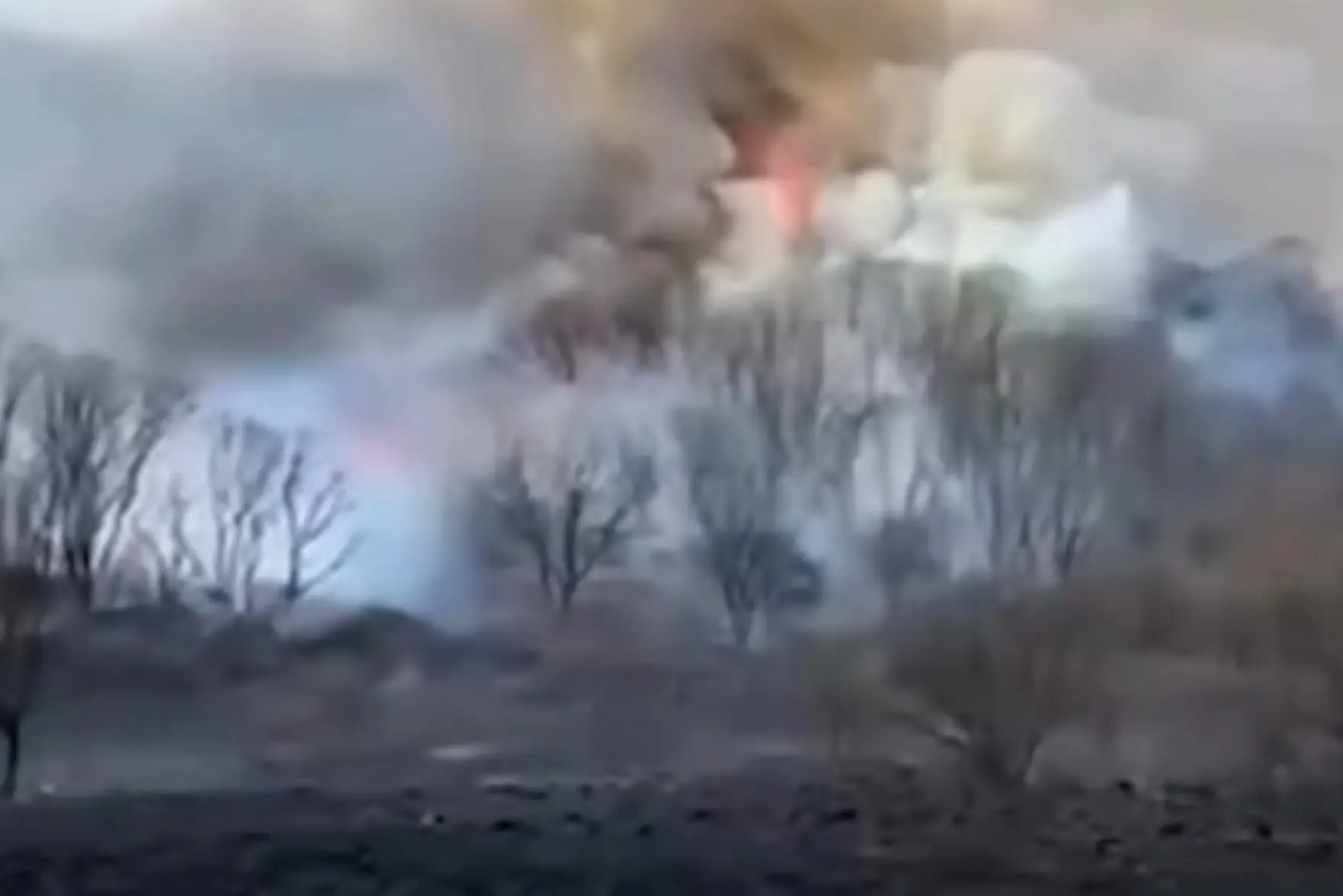 В Приморье за зиму выгорели тысячи гектаров леса и травы