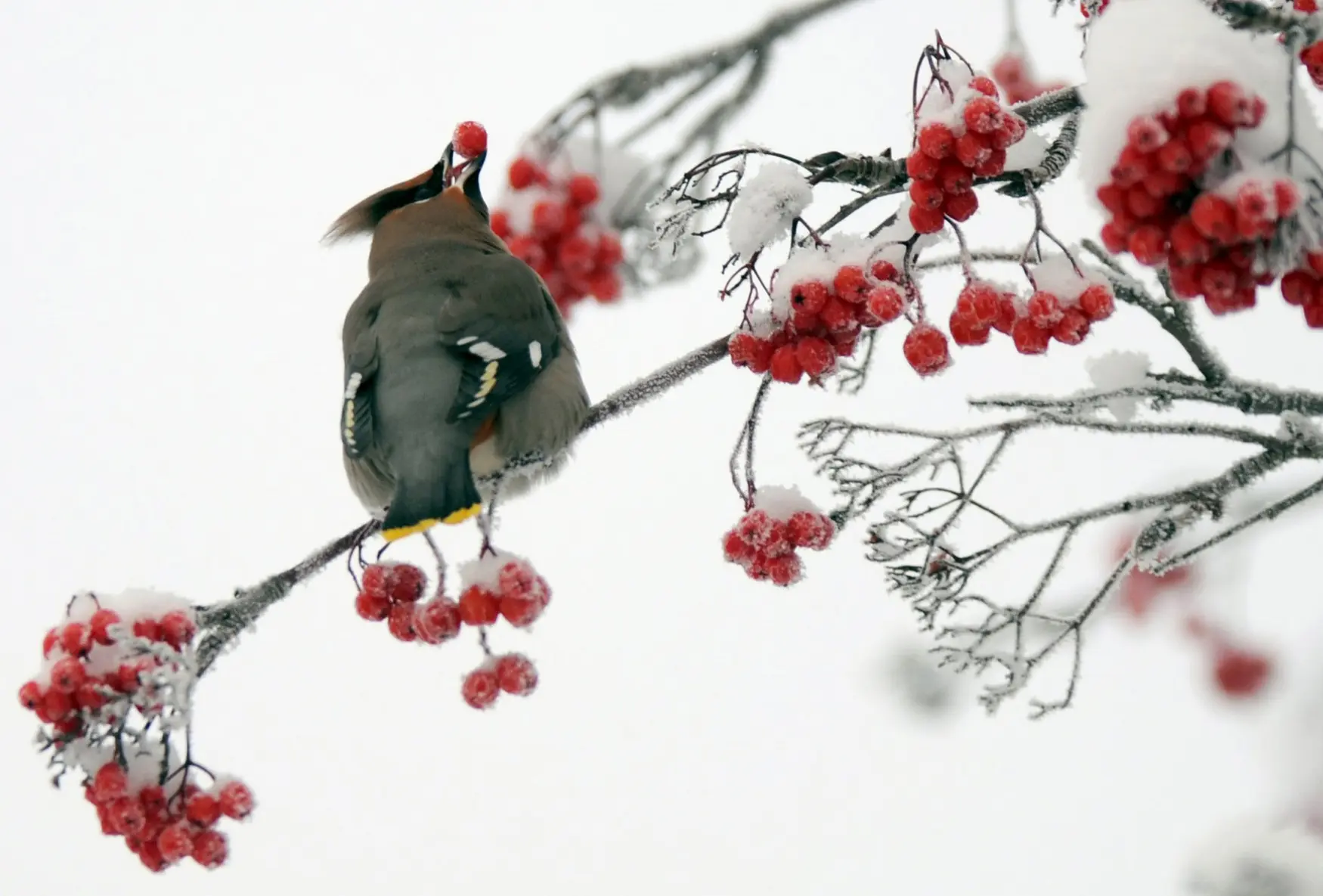 Пьяные свиристели в Одинцово