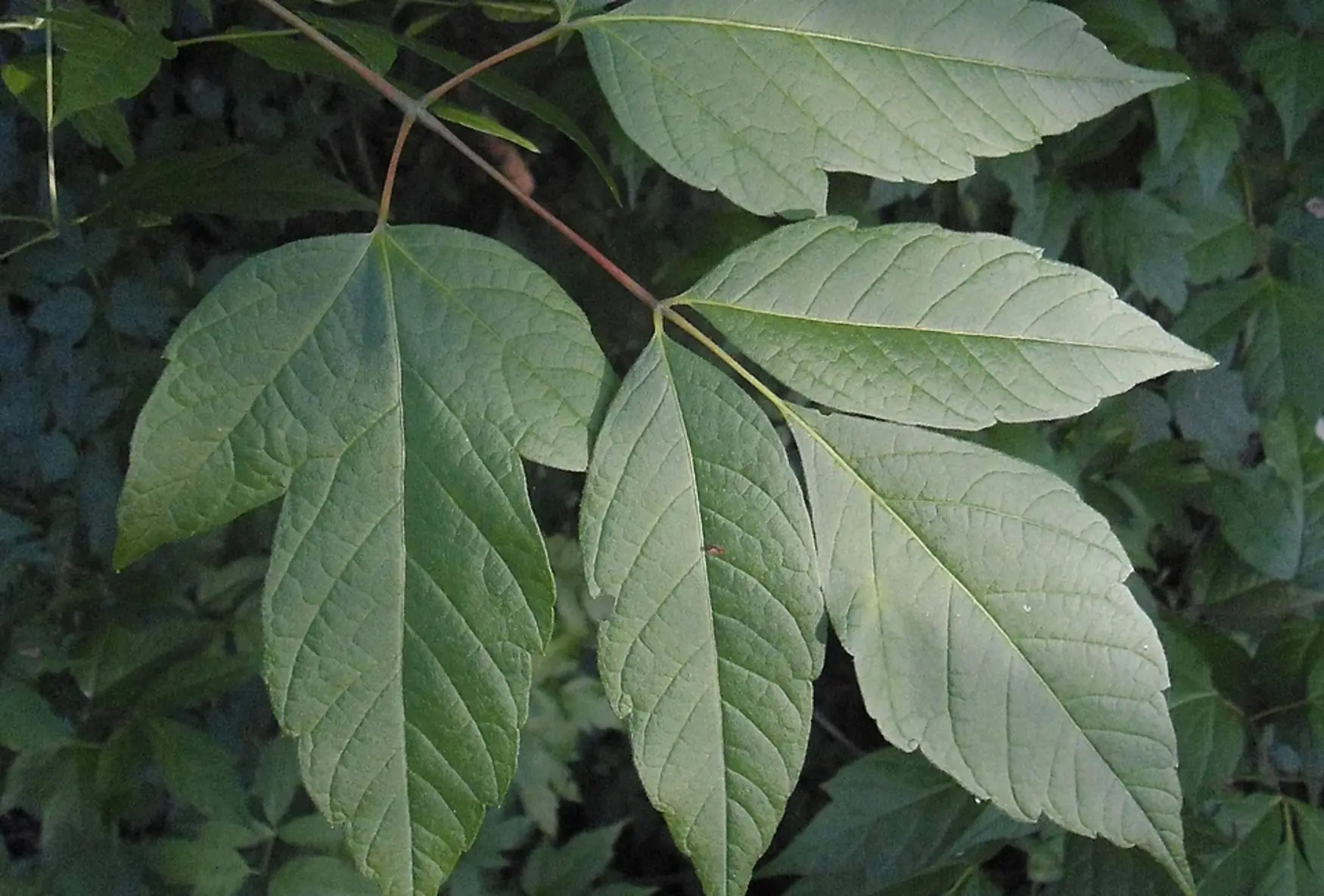 Рослесхоз включил ясенелистный клен в список опасных чужеродных растений