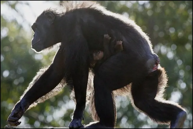 Роспотребнадзор: в поездках за границу меньше контактов с животными из-за роста случаев оспы обезьян