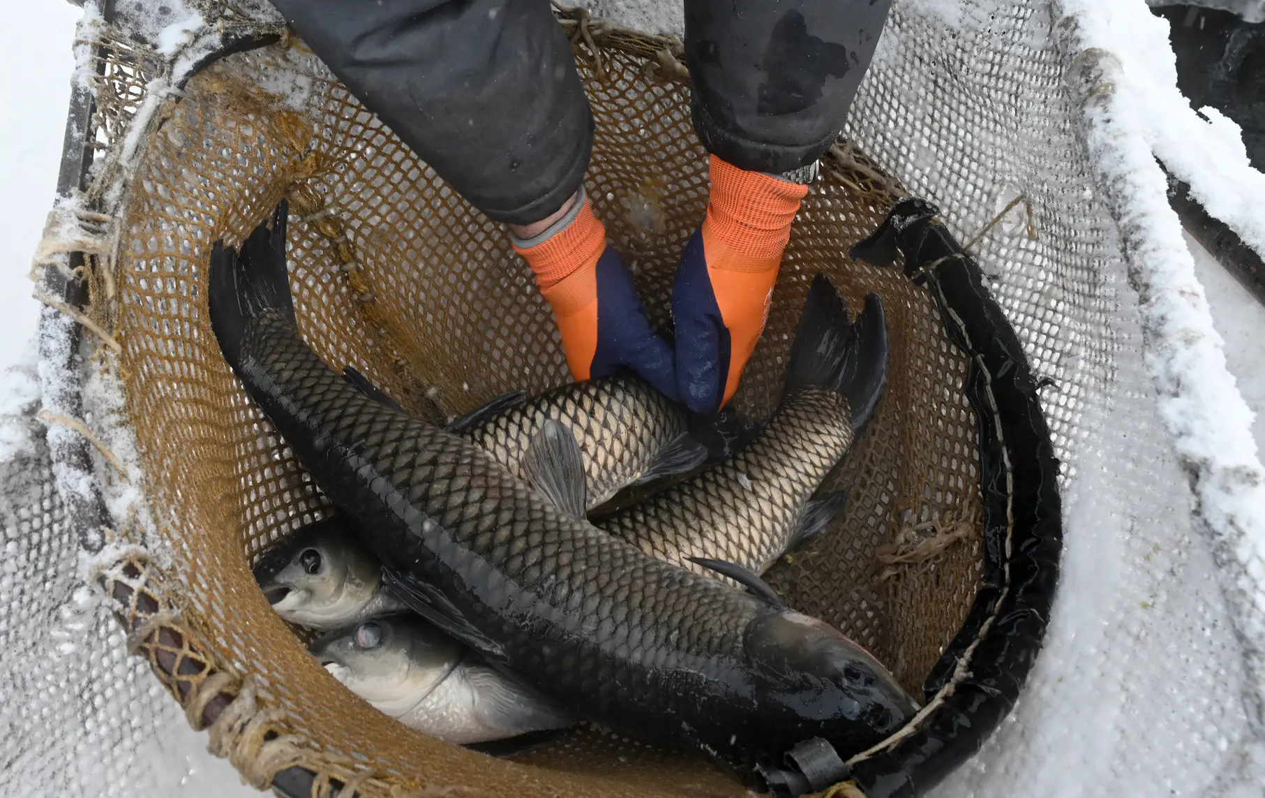 Россия импортировала 680 тыс. тонн рыбы на $3,1 млрд, экспорт вышел на 2,1 млн тонн