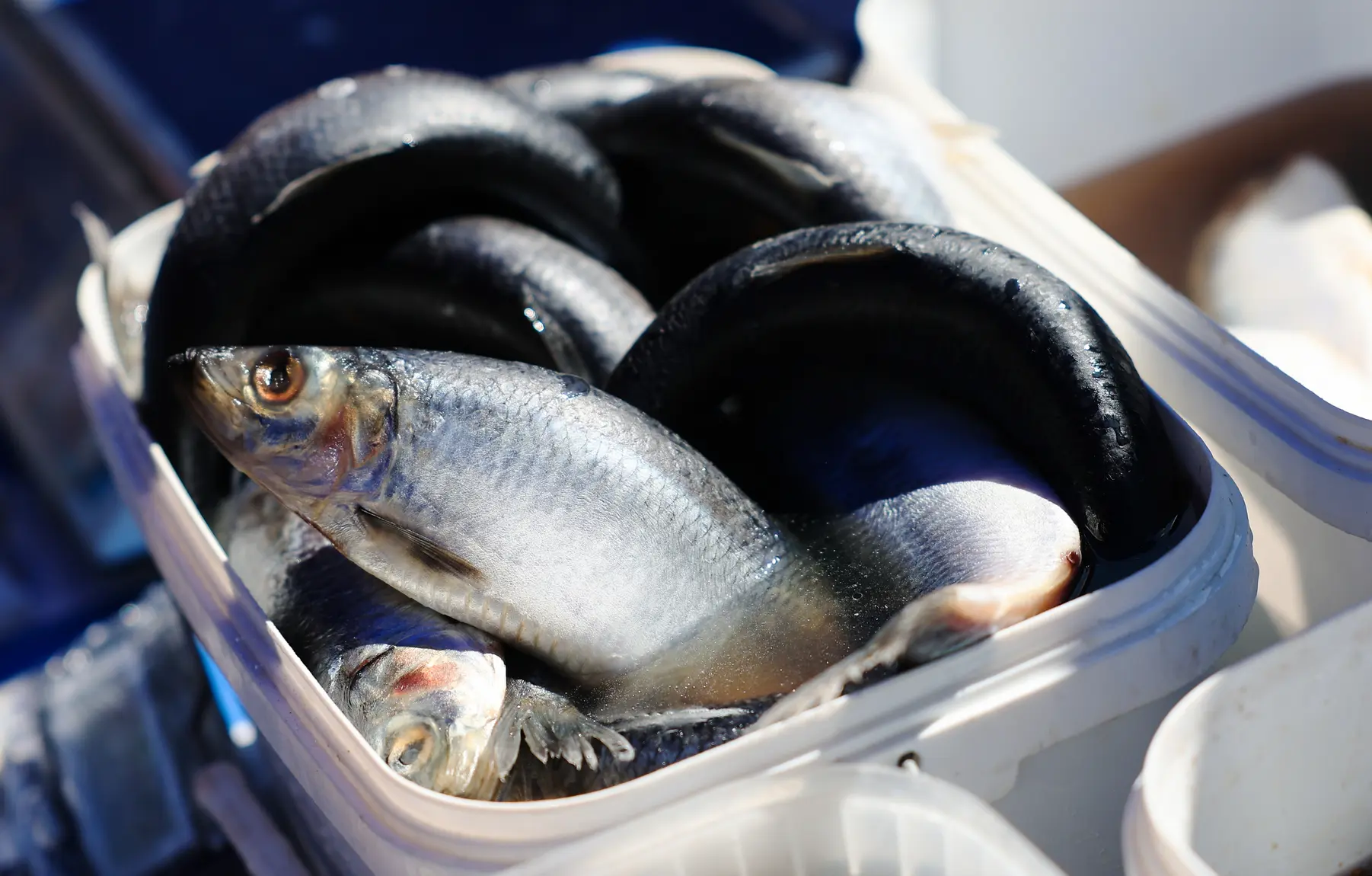 Россияне предпочитают селедку