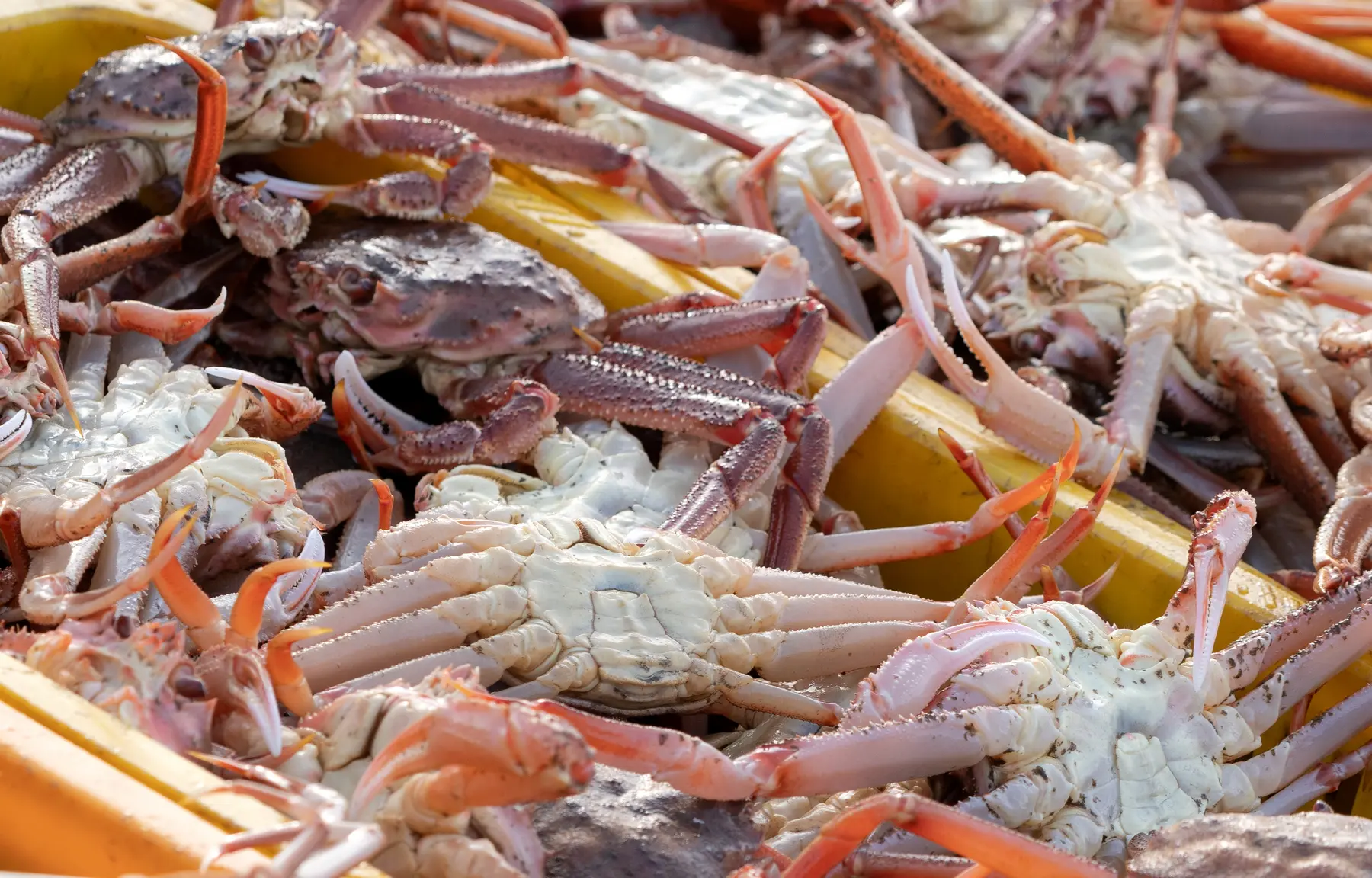 Российский экспорт раообразных достиг максимальных показателей