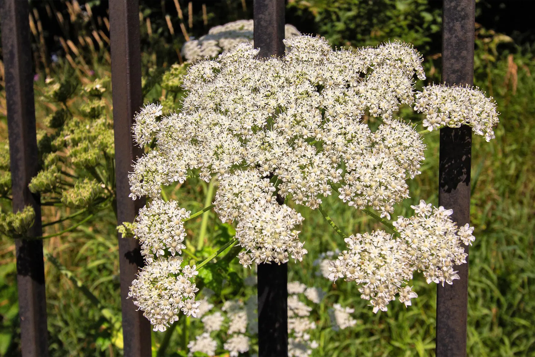 С 1 марта 2026 ужесточат наказание за борщевик на участке: штрафы и риск изъятия земли