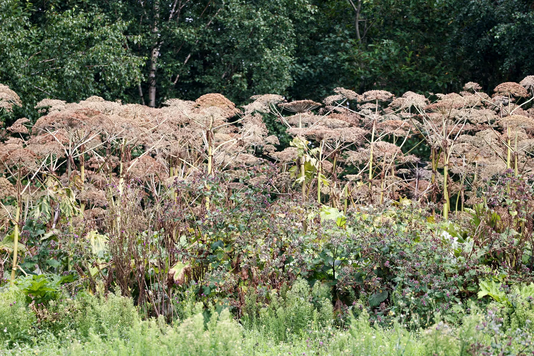 С 1 марта владельцев земли обяжут убирать борщевик и другие инвазивные растения