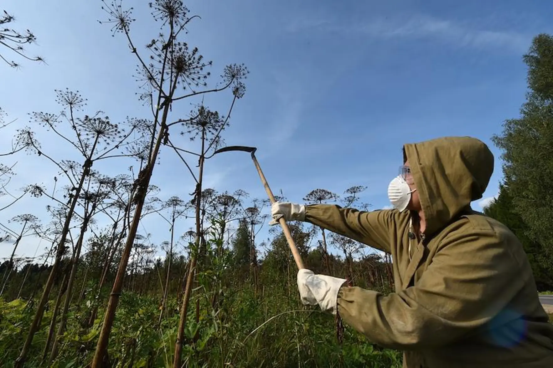 Штрафы за борщевик: что нужно знать дачникам