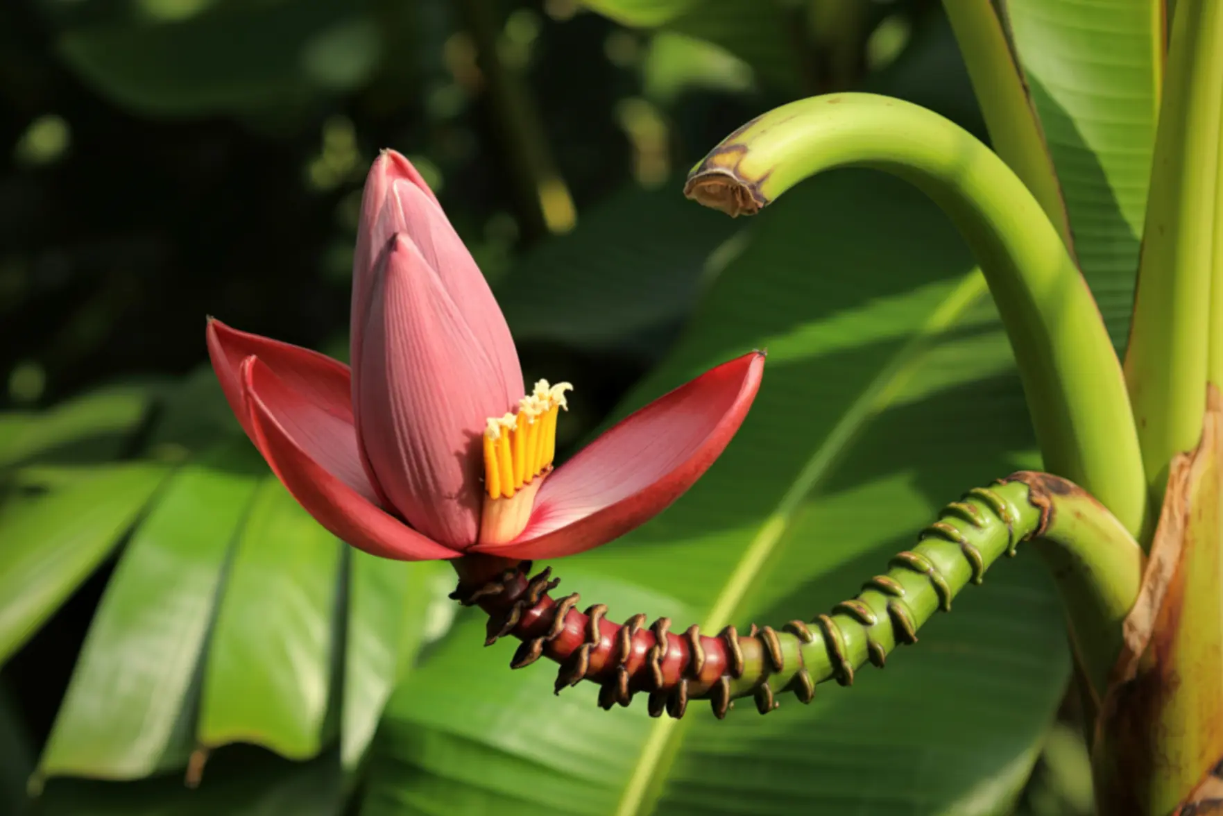 В Сочи началось активное цветение бананов в одной из теплиц