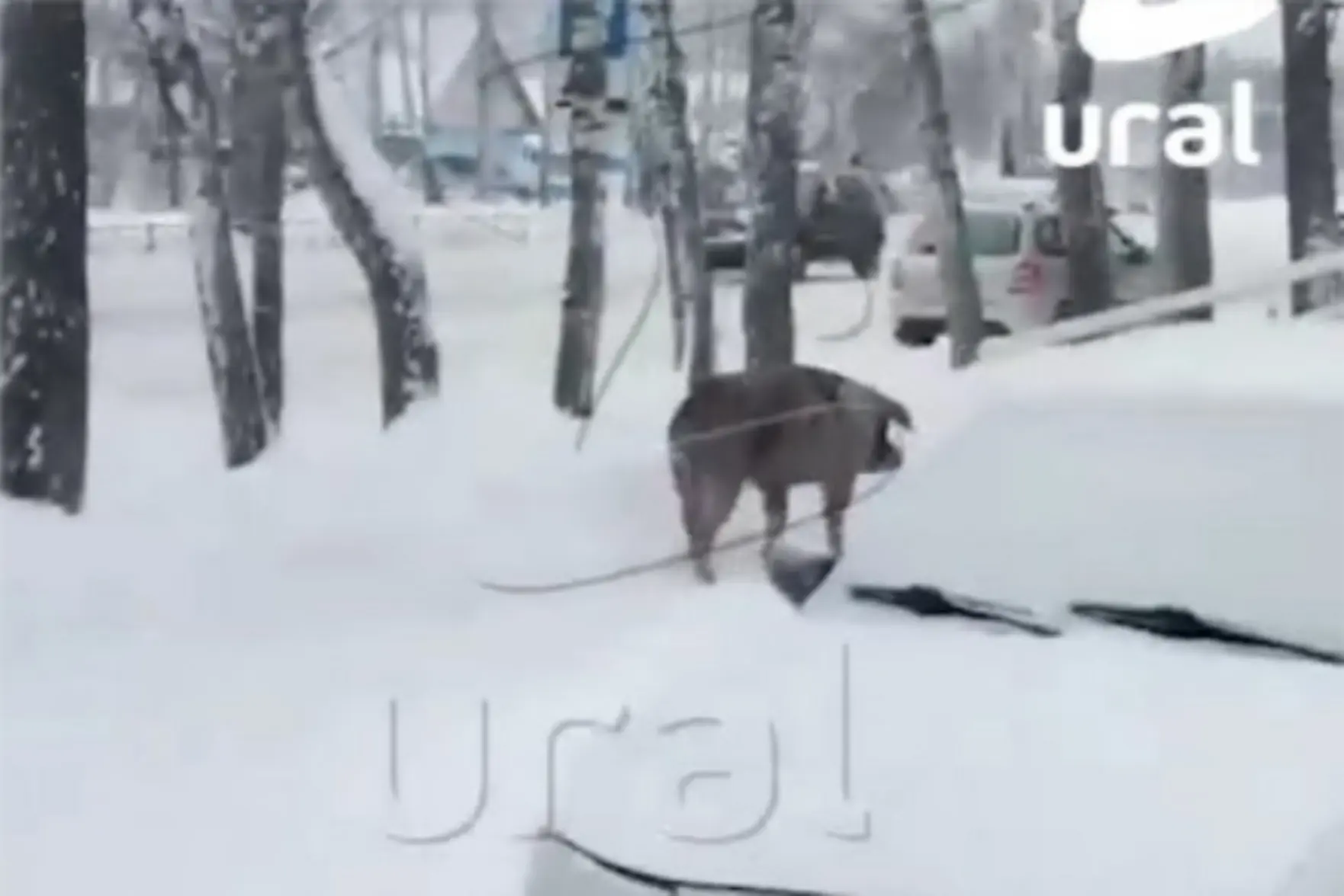 Свиньи бегают по улицам Ревды