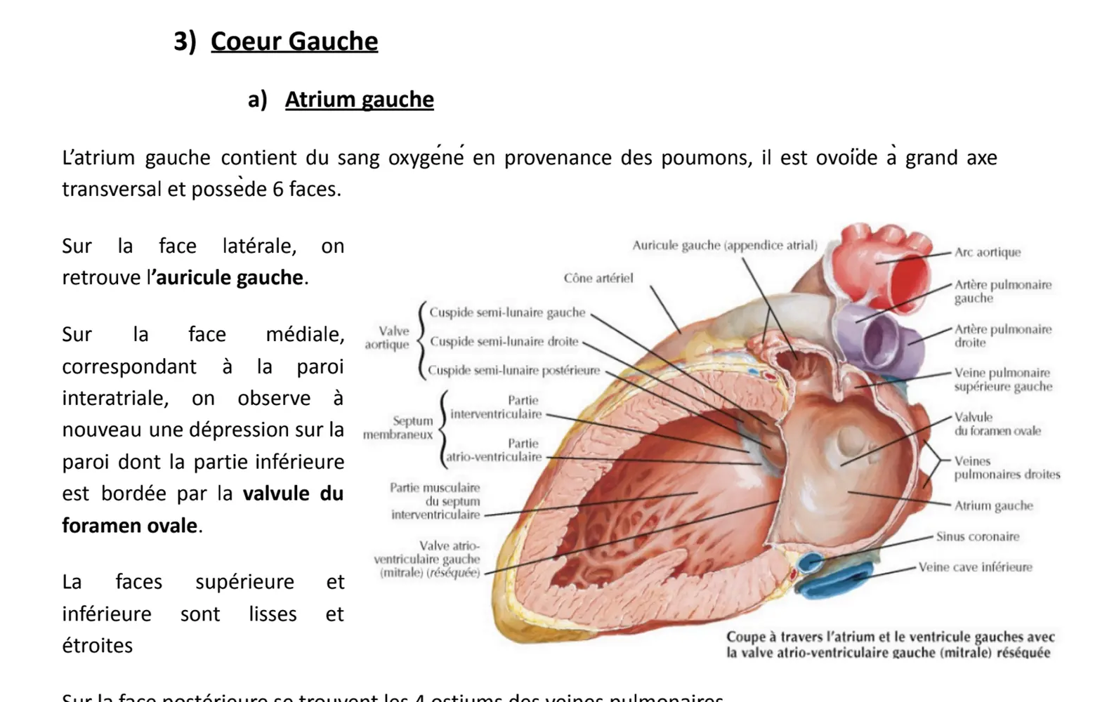 The Internal Heart Structure
