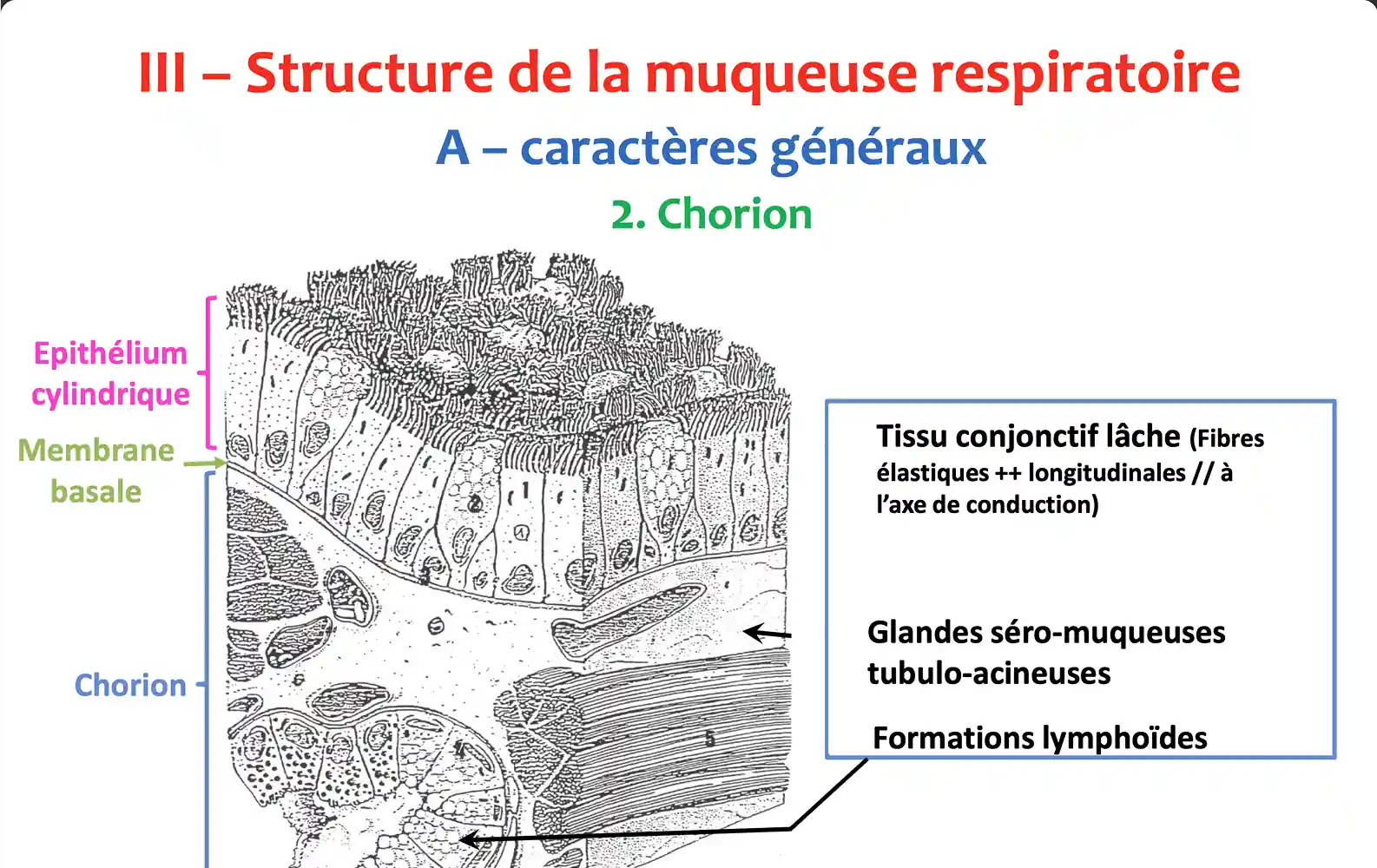 Respiratory System Introduction