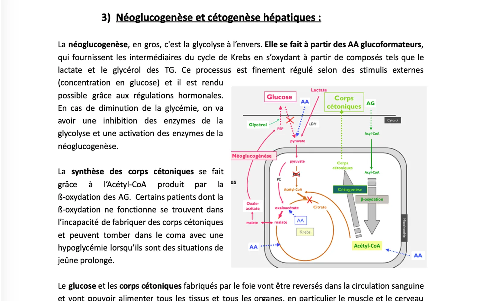 Glucose In The Metabolism