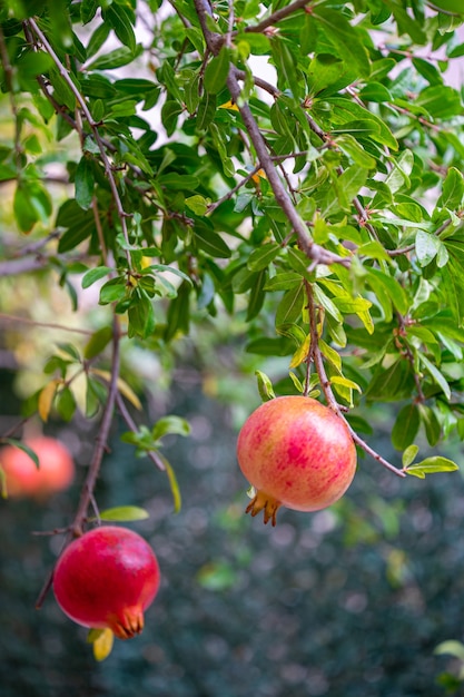 ripe-pomegranate-fruit-tree-branch_519469-4701.jpg